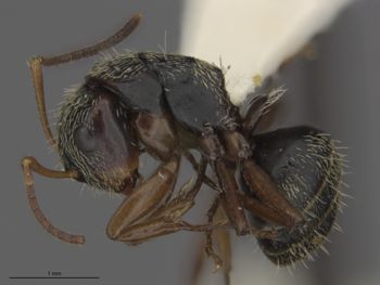 Media type: image;   Entomology 539170 Aspect: lateral